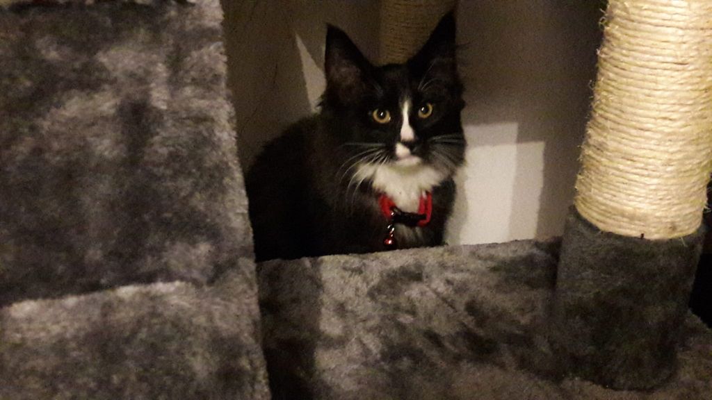 Gatti Norvegesi - cuccioli