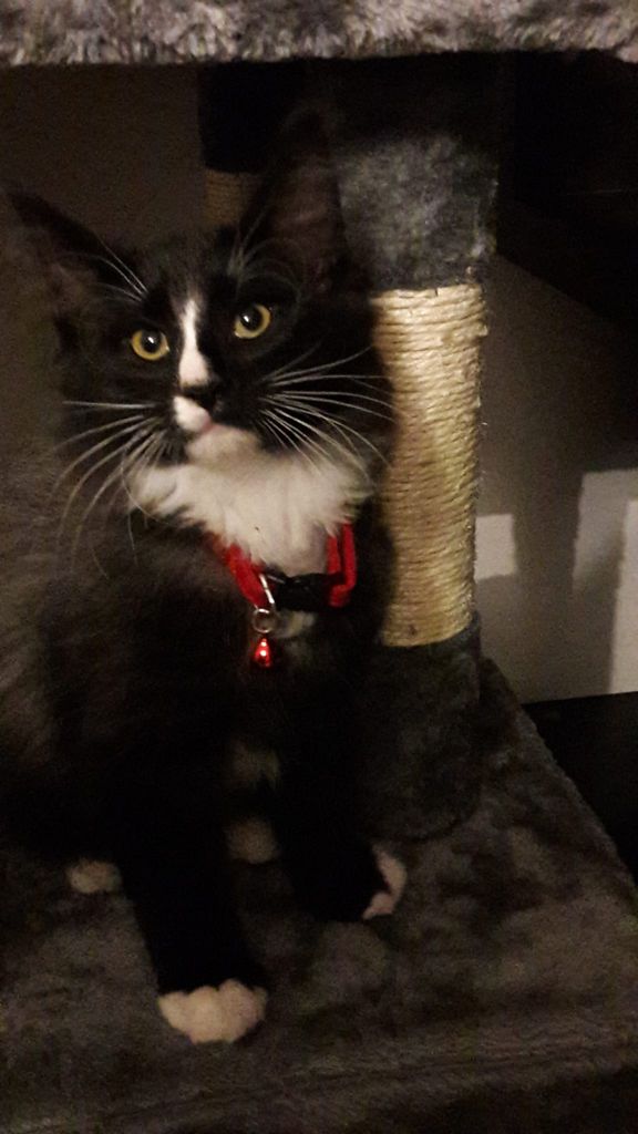 Gatti Norvegesi - cuccioli