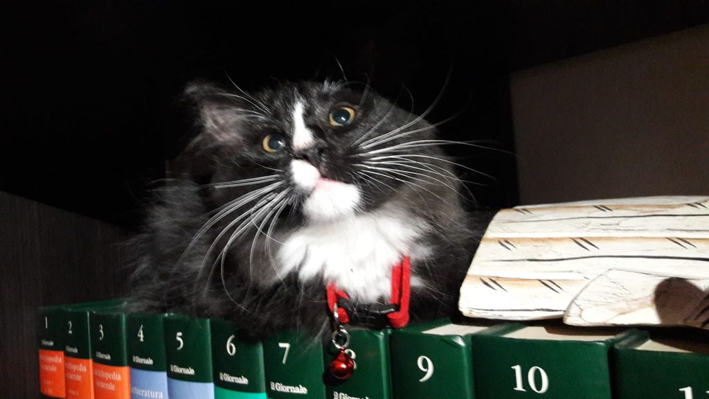 Gatti Norvegesi - cuccioli