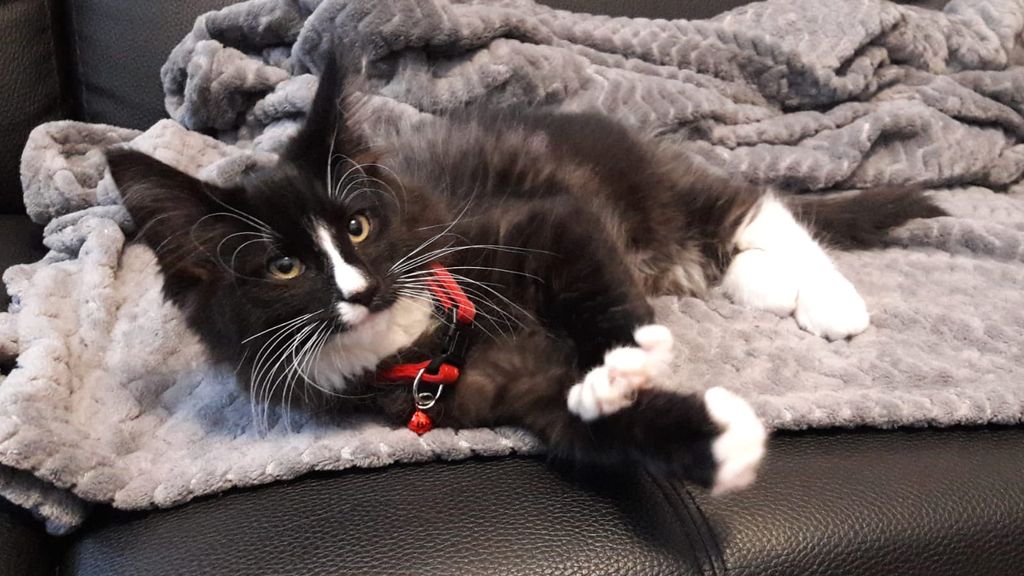 Gatti Norvegesi - cuccioli