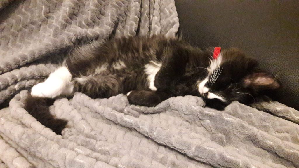 Gatti Norvegesi - cuccioli