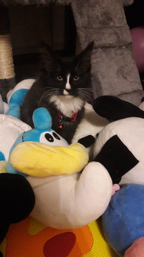 Gatti Norvegesi - cuccioli