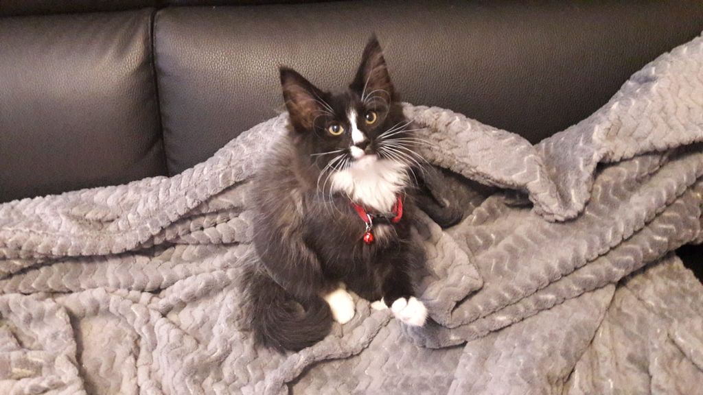 Gatti Norvegesi - cuccioli