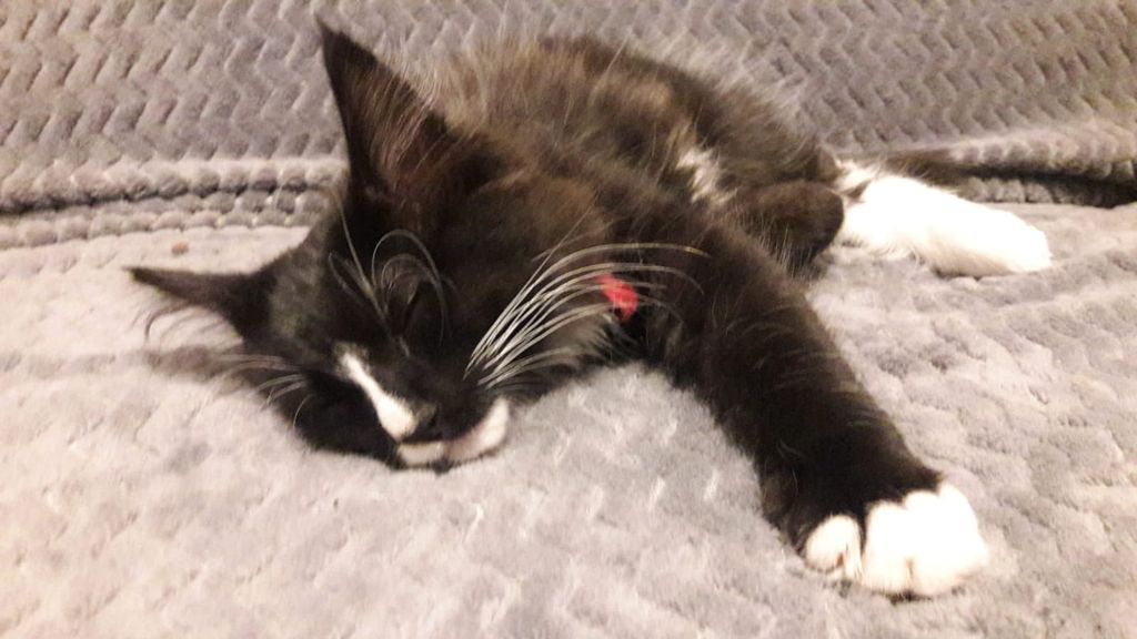 Gatti Norvegesi - cuccioli