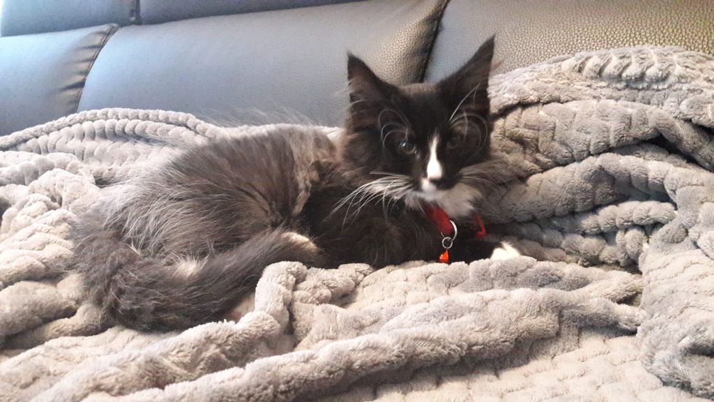 Gatti Norvegesi - cuccioli