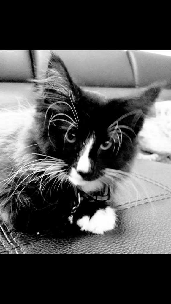 Gatti Norvegesi - cuccioli