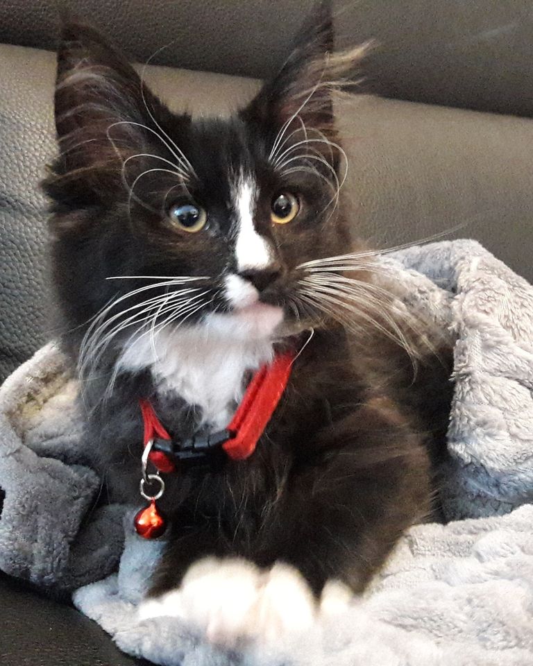 Gatti Norvegesi - cuccioli