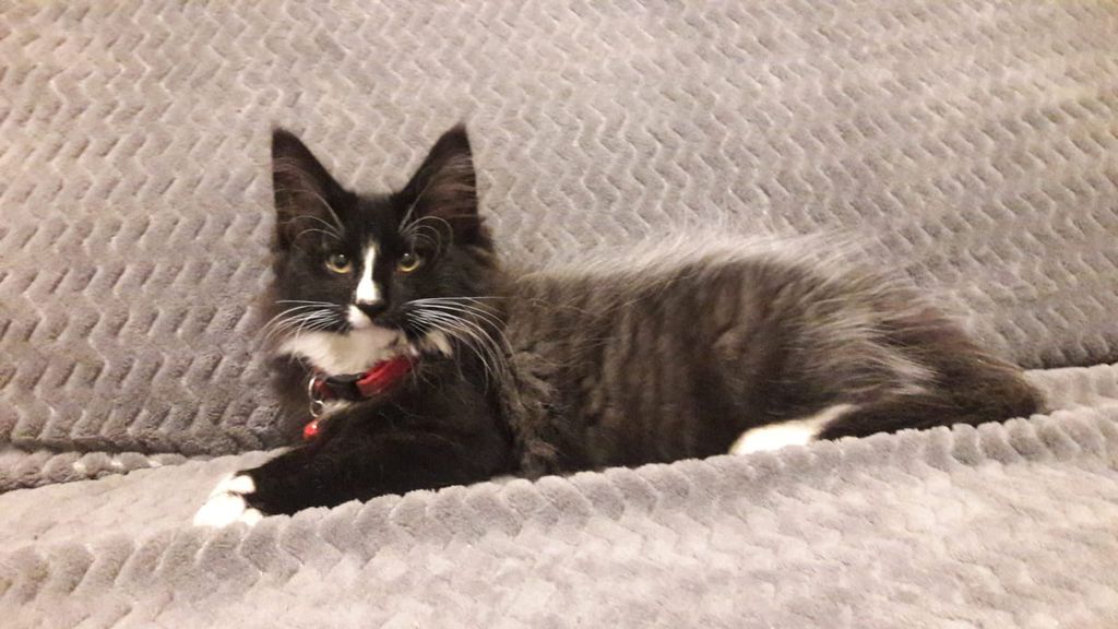 Gatti Norvegesi - cuccioli