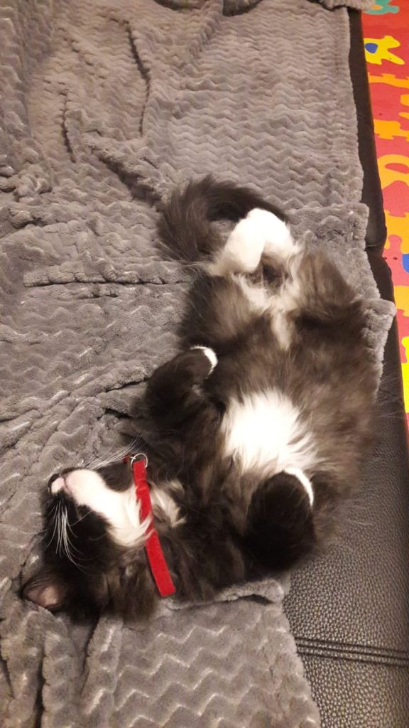 Gatti Norvegesi - cuccioli