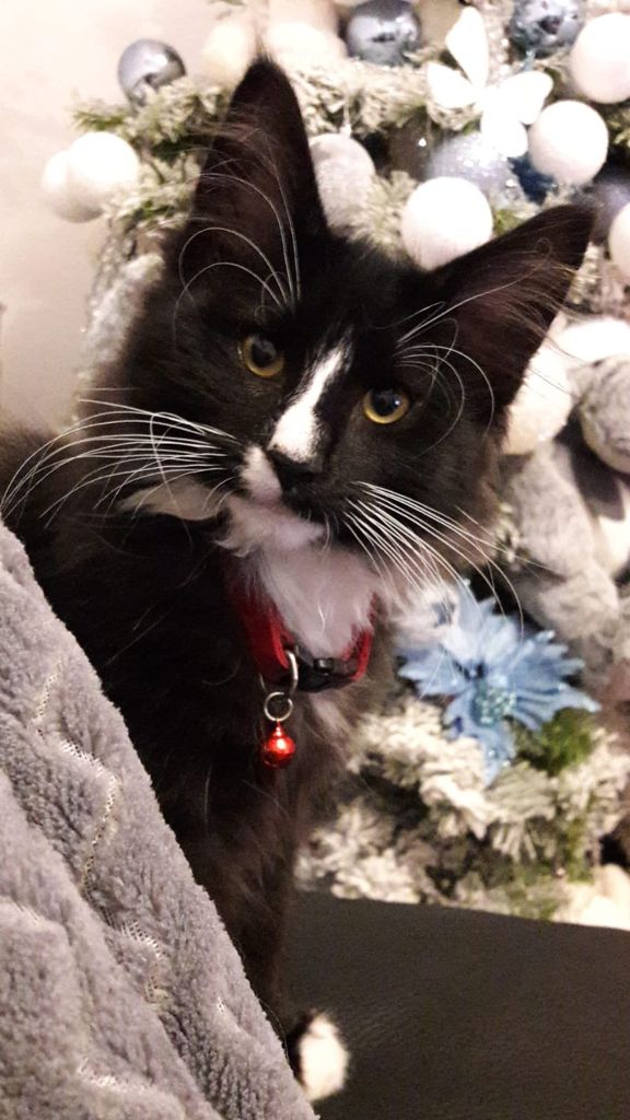 Gatti Norvegesi - cuccioli
