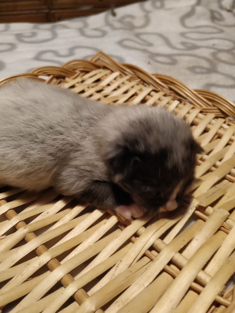 Gatti Norvegesi - cuccioli