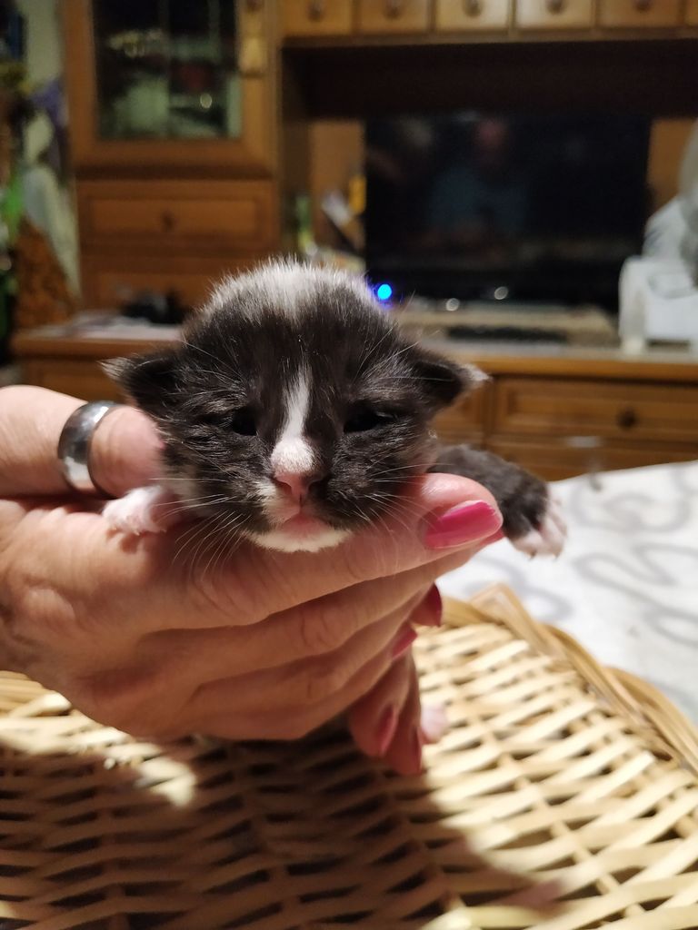 Gatti Norvegesi - cuccioli