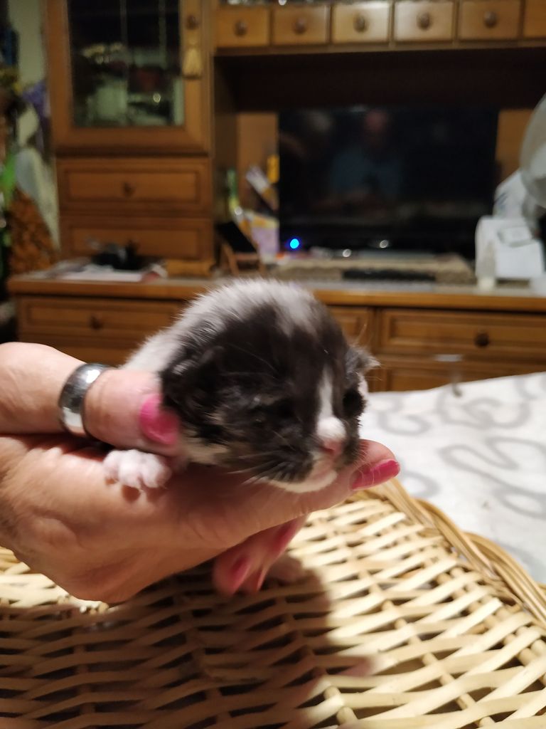 Gatti Norvegesi - cuccioli