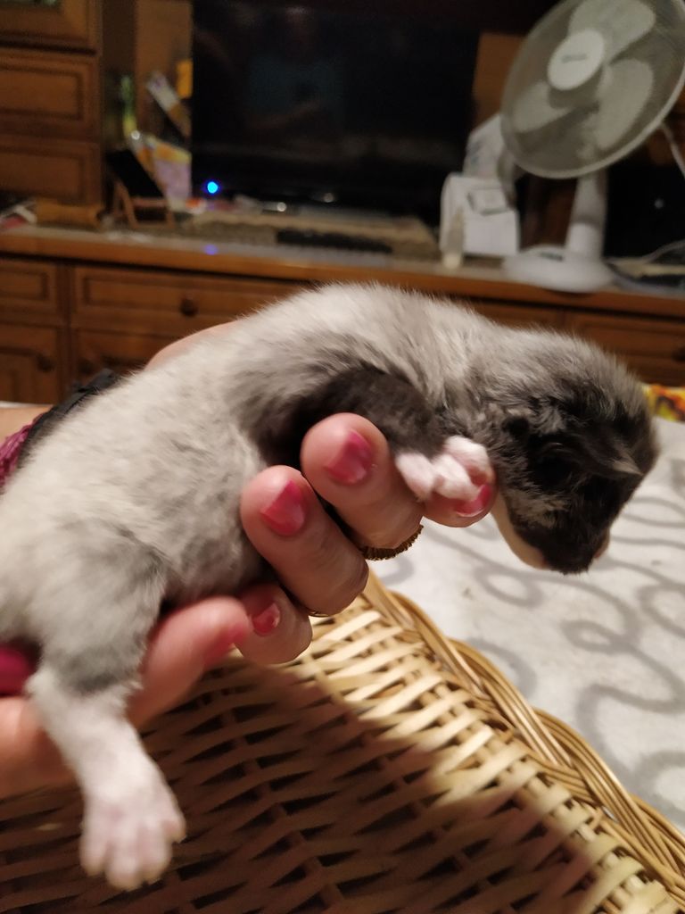 Gatti Norvegesi - cuccioli