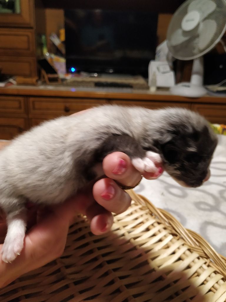 Gatti Norvegesi - cuccioli