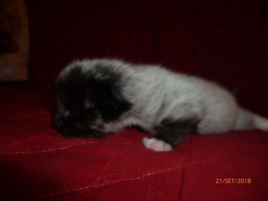Gatti Norvegesi - cuccioli