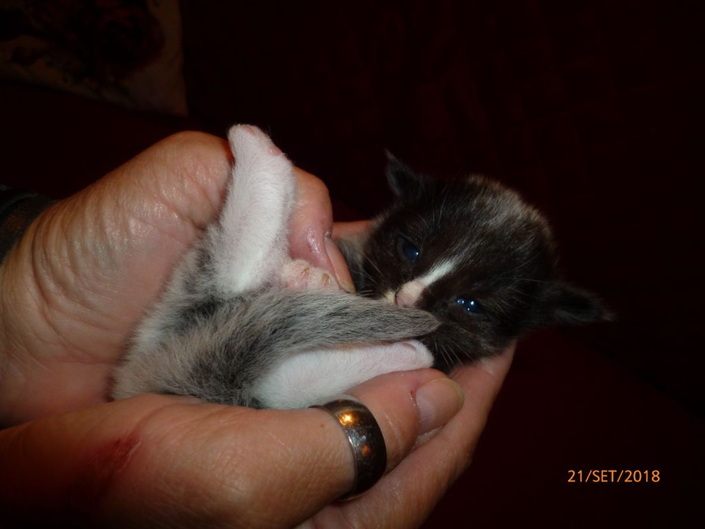 Gatti Norvegesi - cuccioli