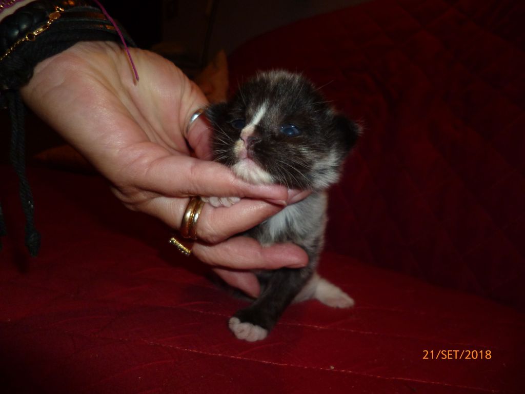 Gatti Norvegesi - cuccioli