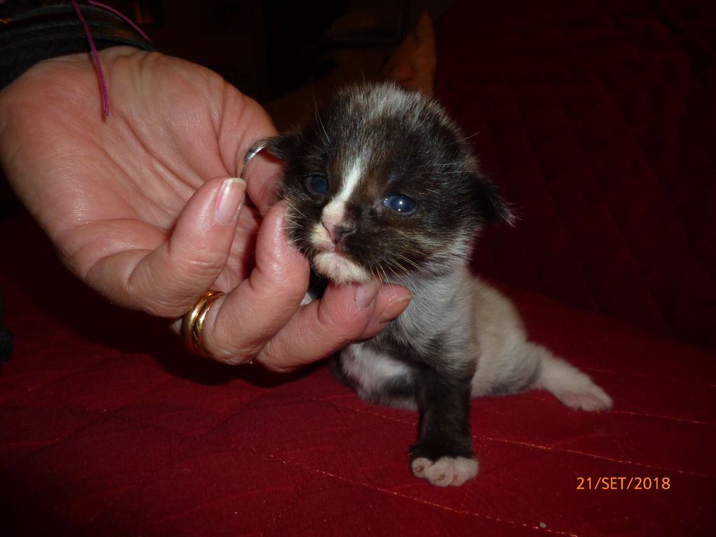 Gatti Norvegesi - cuccioli