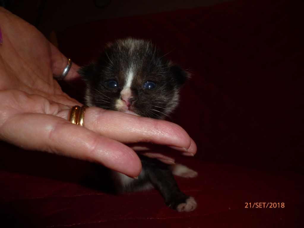 Gatti Norvegesi - cuccioli