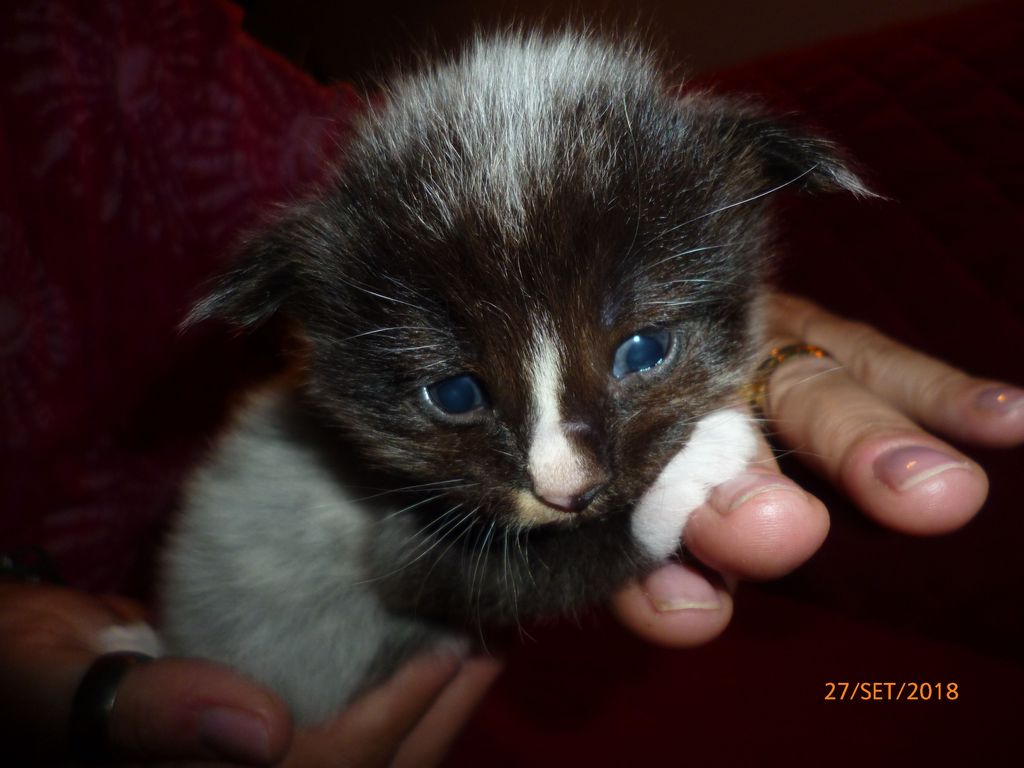 Gatti Norvegesi - cuccioli