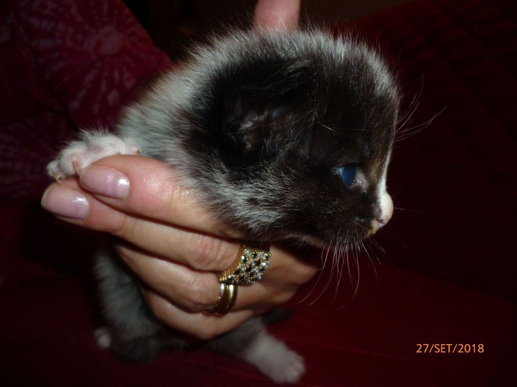 Gatti Norvegesi - cuccioli