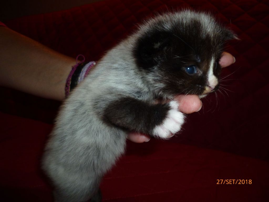 Gatti Norvegesi - cuccioli