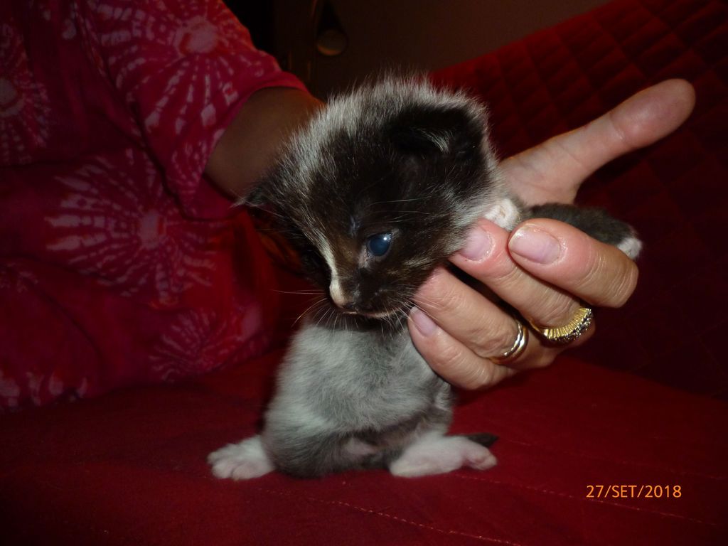 Gatti Norvegesi - cuccioli