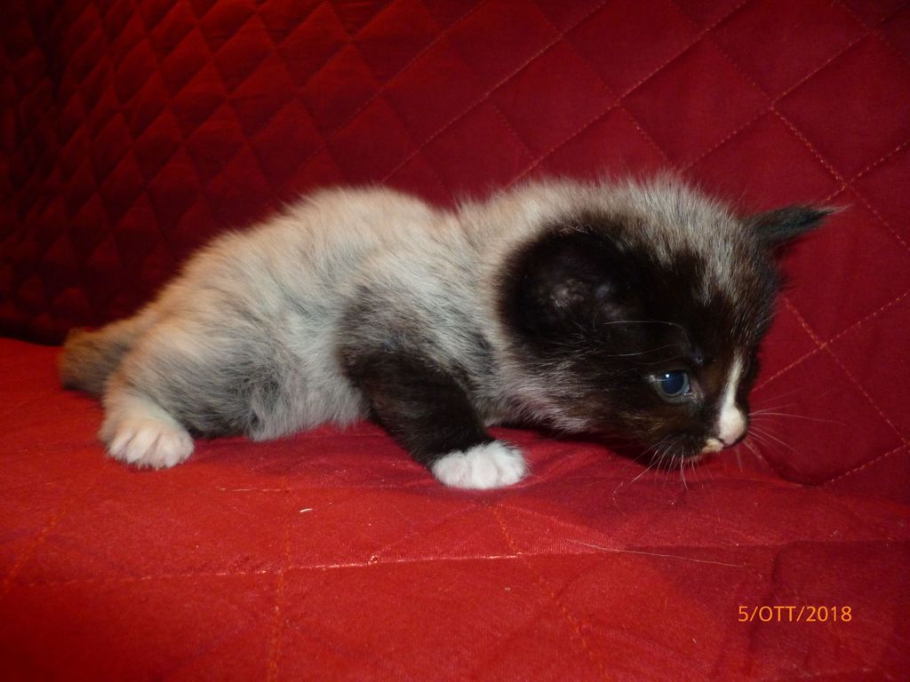 Gatti Norvegesi - cuccioli