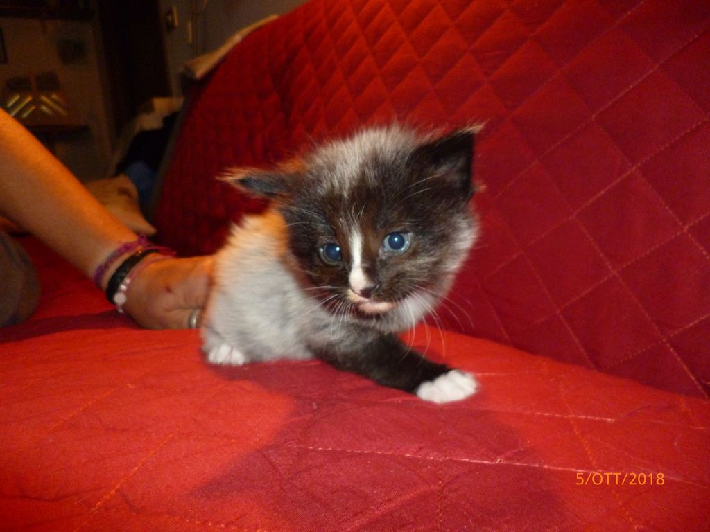 Gatti Norvegesi - cuccioli