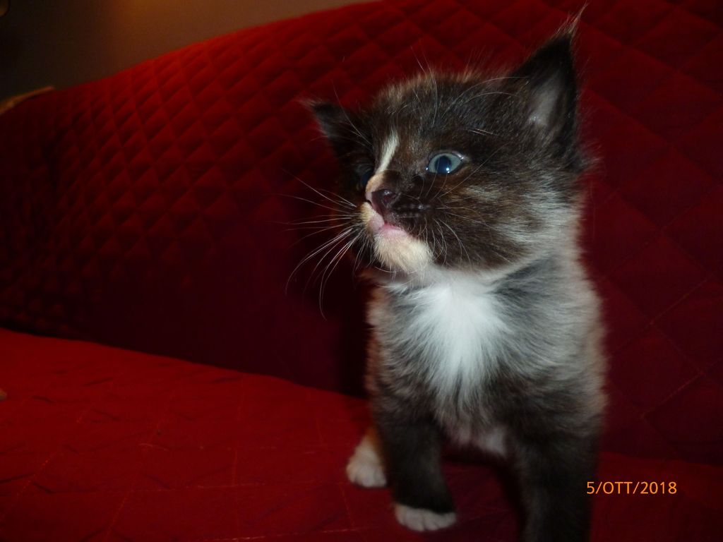 Gatti Norvegesi - cuccioli