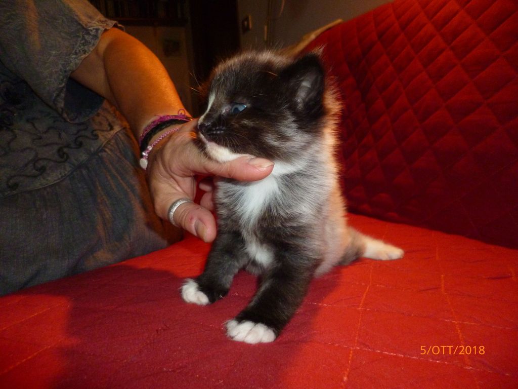 Gatti Norvegesi - cuccioli