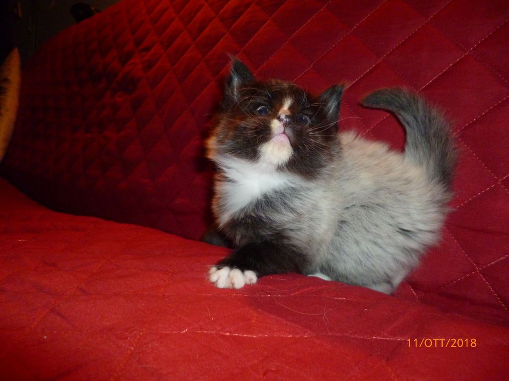 Gatti Norvegesi - cuccioli