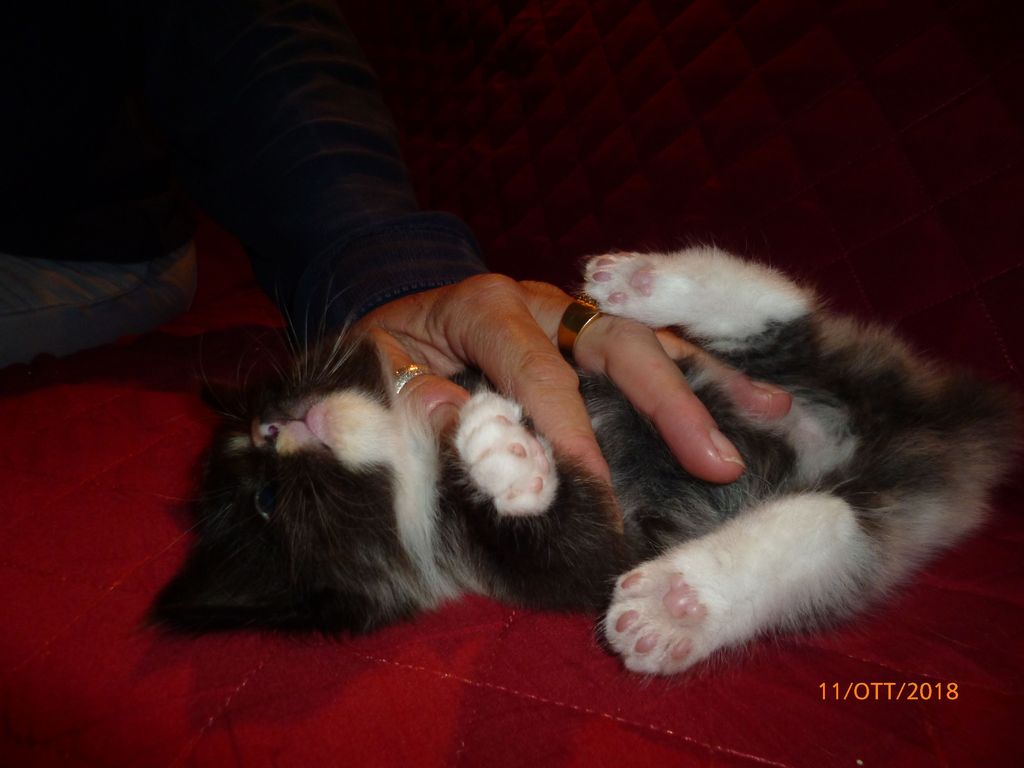 Gatti Norvegesi - cuccioli