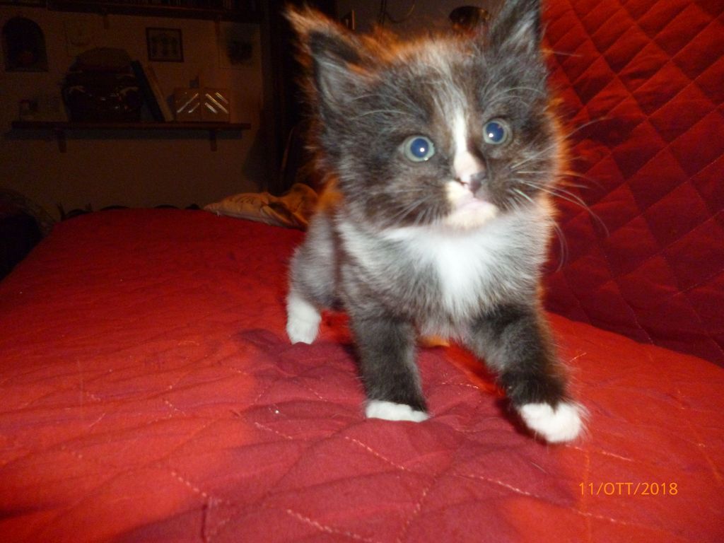 Gatti Norvegesi - cuccioli