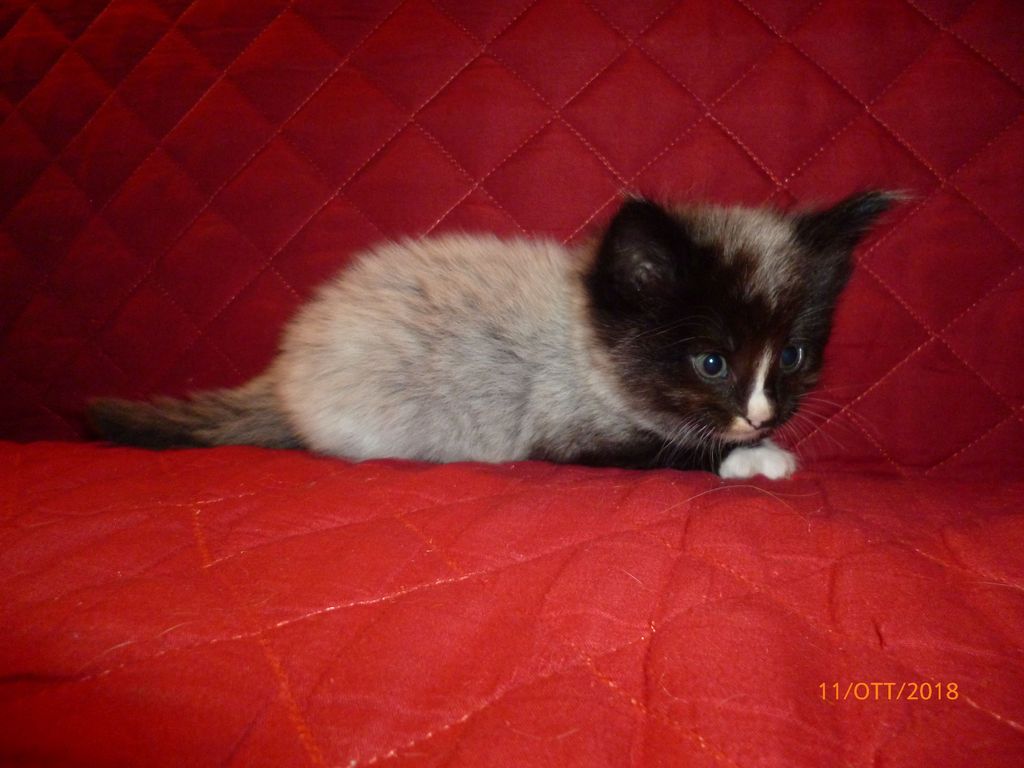 Gatti Norvegesi - cuccioli