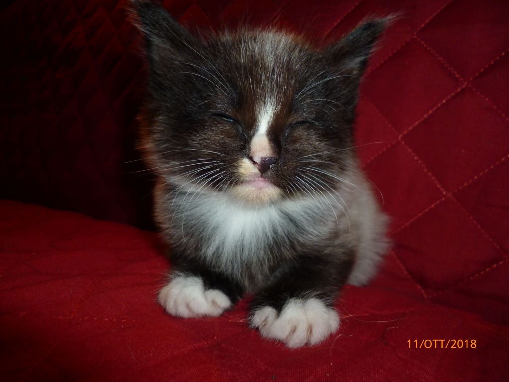 Gatti Norvegesi - cuccioli