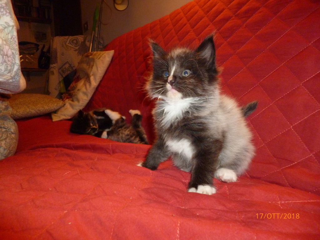 Gatti Norvegesi - cuccioli