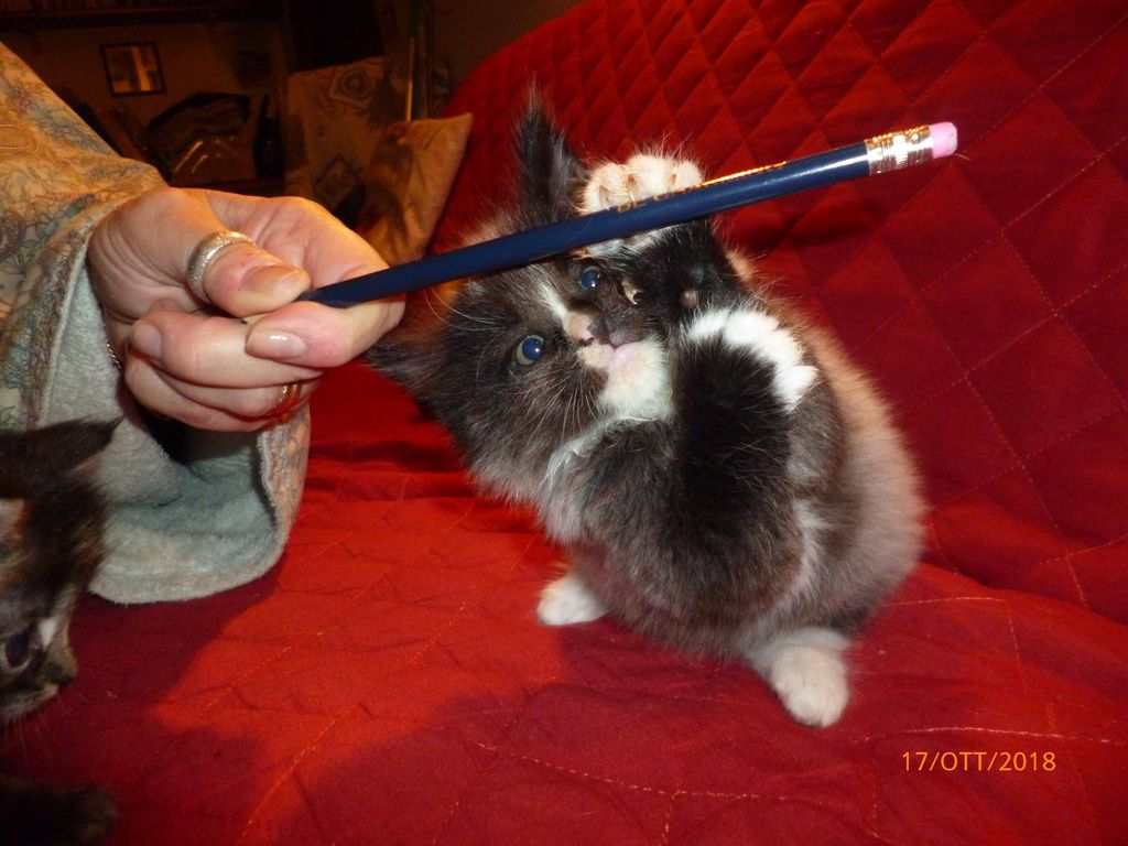 Gatti Norvegesi - cuccioli