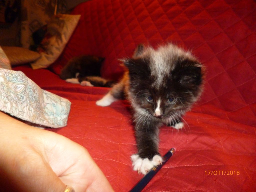 Gatti Norvegesi - cuccioli