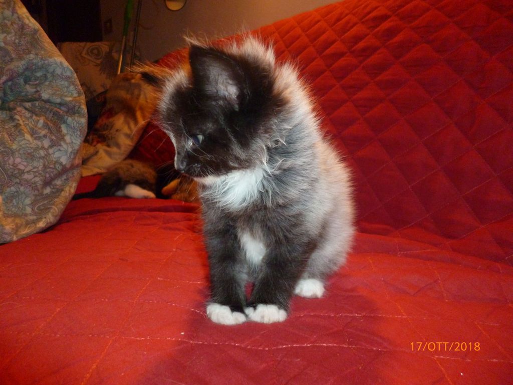 Gatti Norvegesi - cuccioli