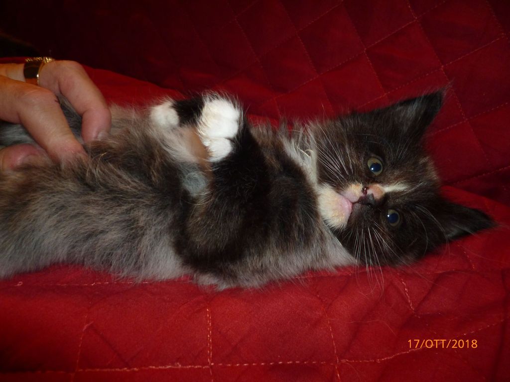 Gatti Norvegesi - cuccioli