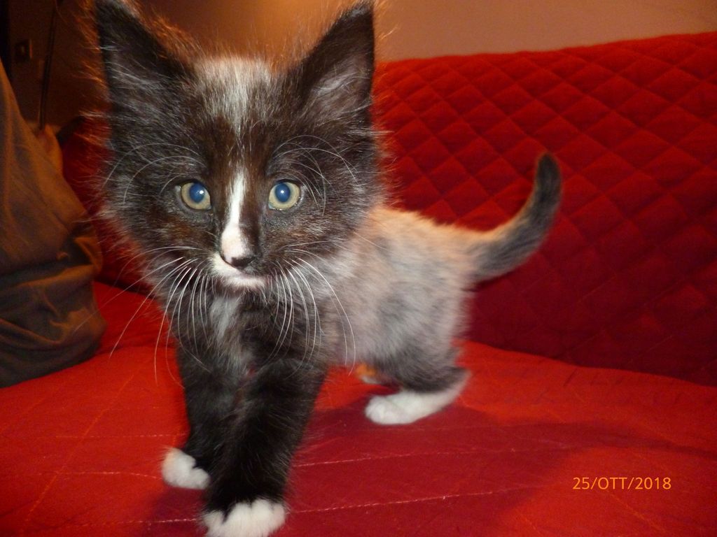 Gatti Norvegesi - cuccioli