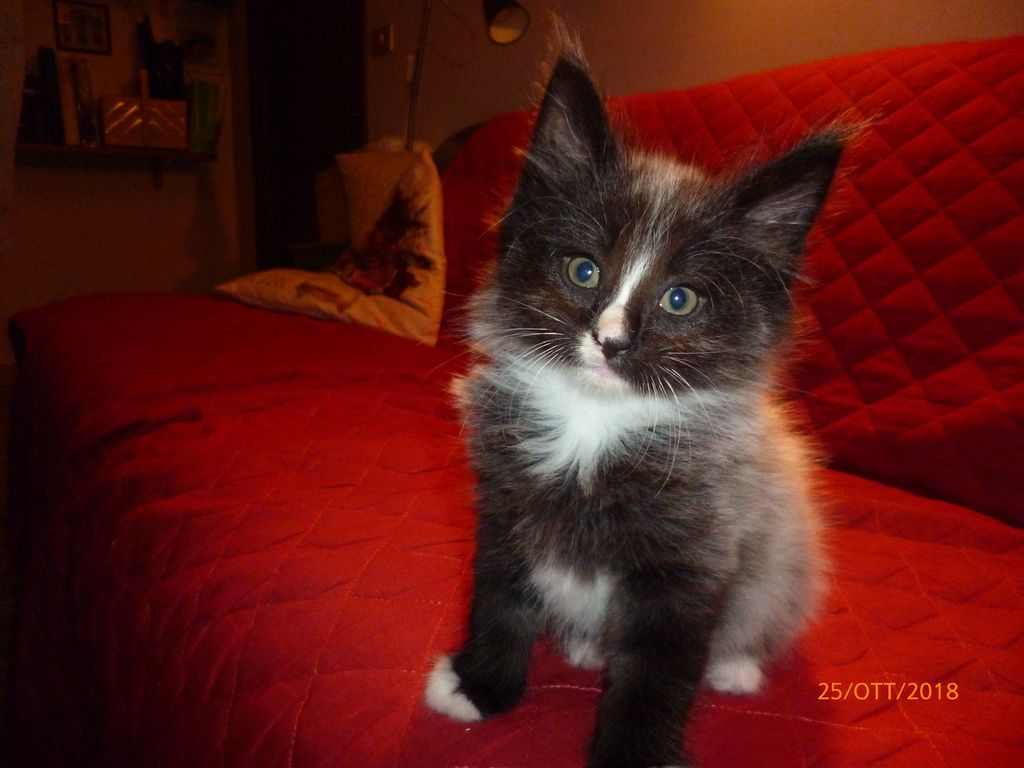 Gatti Norvegesi - cuccioli