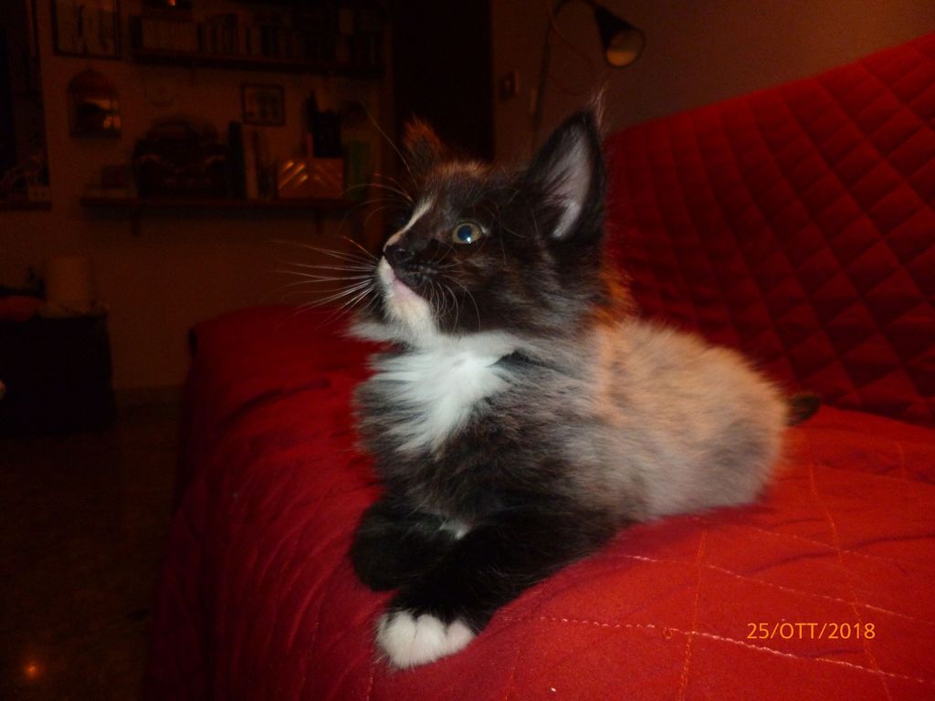 Gatti Norvegesi - cuccioli