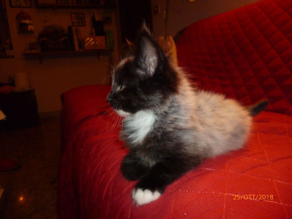 Gatti Norvegesi - cuccioli