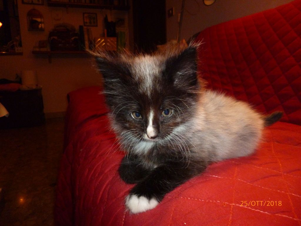 Gatti Norvegesi - cuccioli