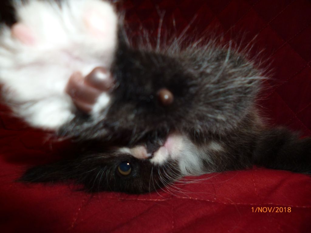 Gatti Norvegesi - cuccioli