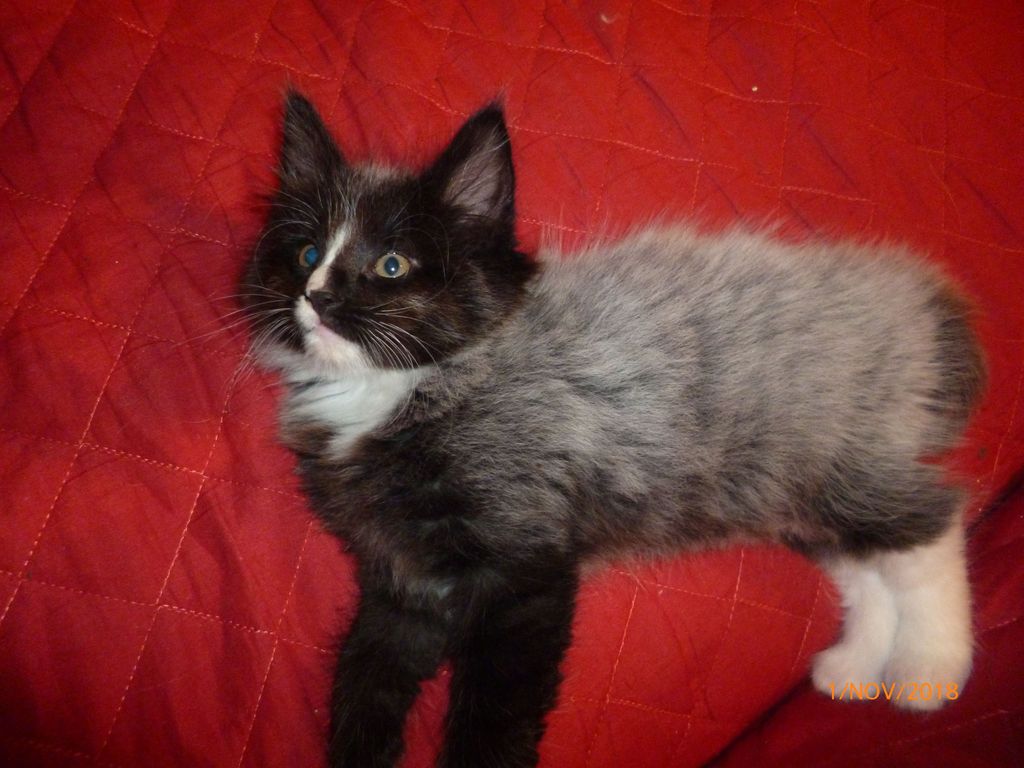 Gatti Norvegesi - cuccioli