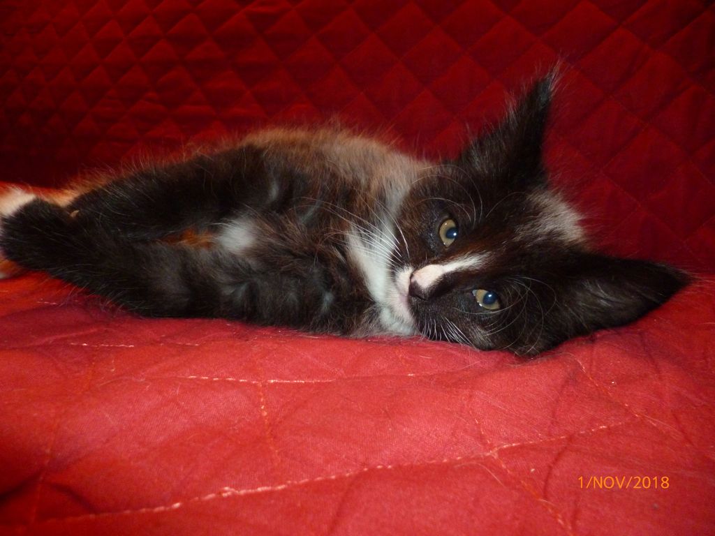 Gatti Norvegesi - cuccioli